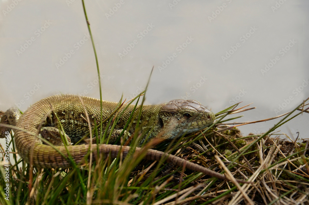 Obraz premium A nimble lizard is lying on the grass.