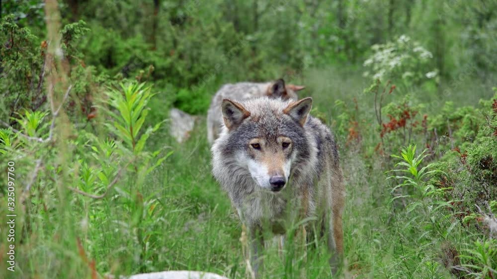 animals wolf pair standing in forest watching alerted sniff in air animals wolf pair standing in forest watching alerted sniff in air