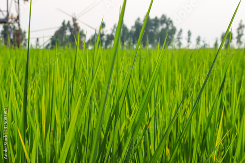 Fresh spring green grass. Beauty natural background. wallpaper green color.