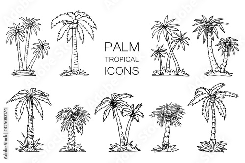 Set of Tropical Palm Trees Line Hand Drawn Style