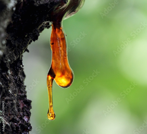Photo Resin from apricot hangs, macro nature detail.