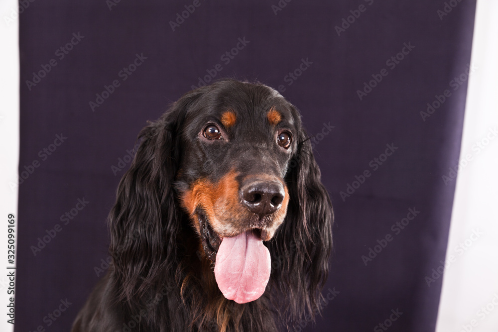 Dog breed Gordon Setter studio portrait on grey background