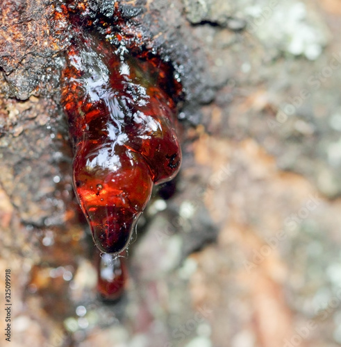 The natural red  resin on the tree looks like a colored, glass.Glossy, decoration photo