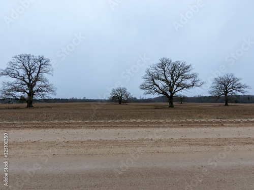 landscape with beautiful oak silhouettes