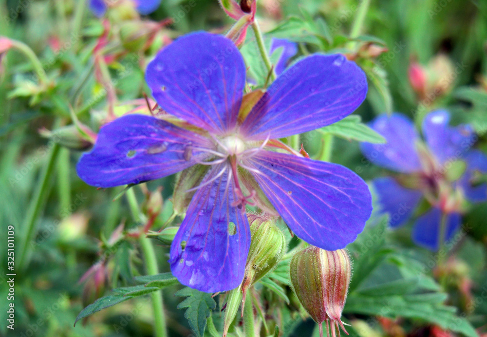flowers on background of blue sky flowers on background of blue sky