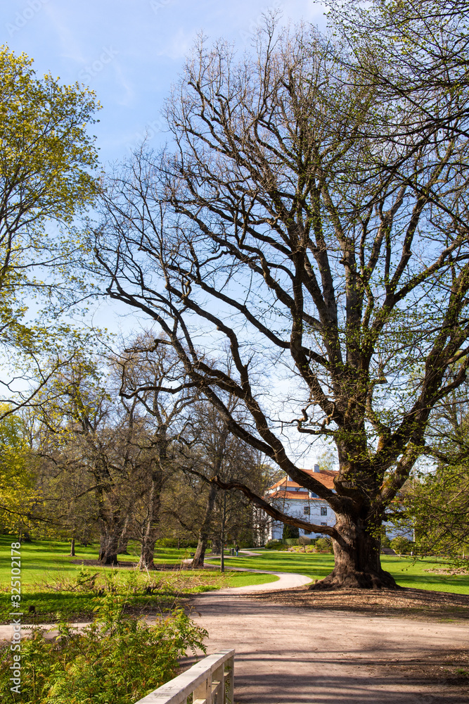 View of Traskanda Manor (Aurora Park) in spring, big tree and main building on the background, Espoo, Finland View of Traskanda Manor (Aurora Park) in spring, big tree and main building on the background, Espoo, Finland
