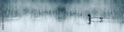 Konstfotografi Horizontal nature banner. Wildlife and habitat.