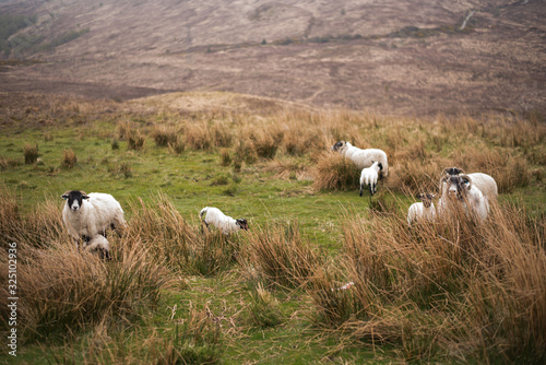 sheep