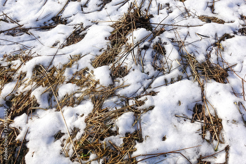 Early spring. Snow melts and dry grass appears.