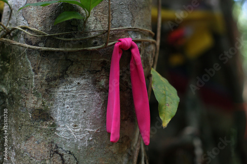 Red ribbon on banyan budist ritual photo