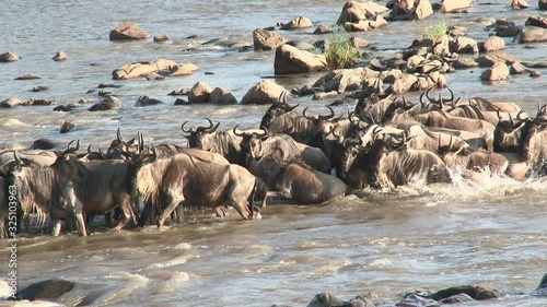 Blue Wildebeest (Connochaetes taurinus)  crossing the Mara river during their annual migration, Serengeti N.P., Tanzania.