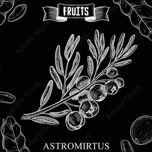 Doodle chalk hand drawn vector sketch of isolated fruit. Austromyrtus dulcis, the midgen berry or midyim. Harvest elements collection easy customizing for medicine design. photo