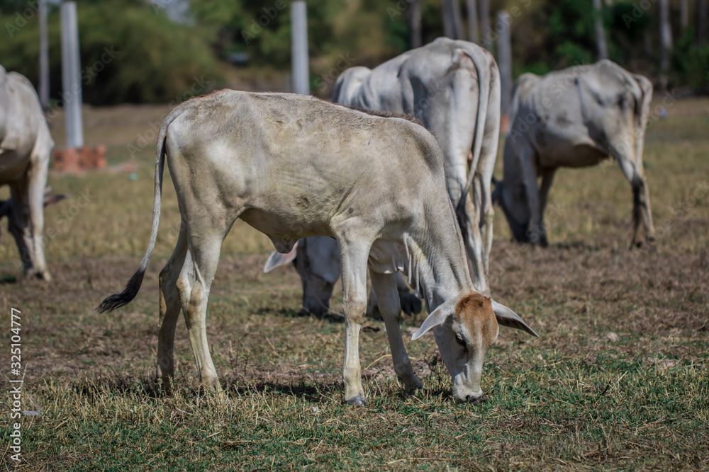 Naklejka premium A cow eating grasses on the rice field