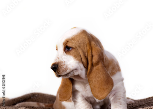 Basset Hound puppy portrait in profife isolated on white background