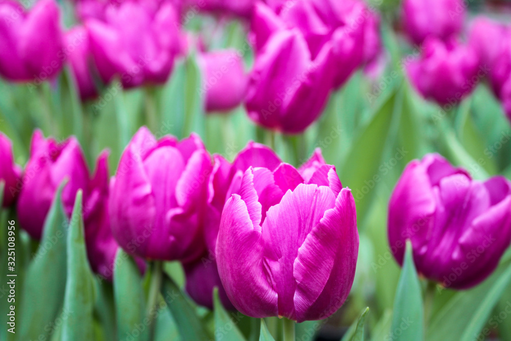 Close-up of bright pink almost purple fresh Tulip flowers. Festive floral background. Greeting card