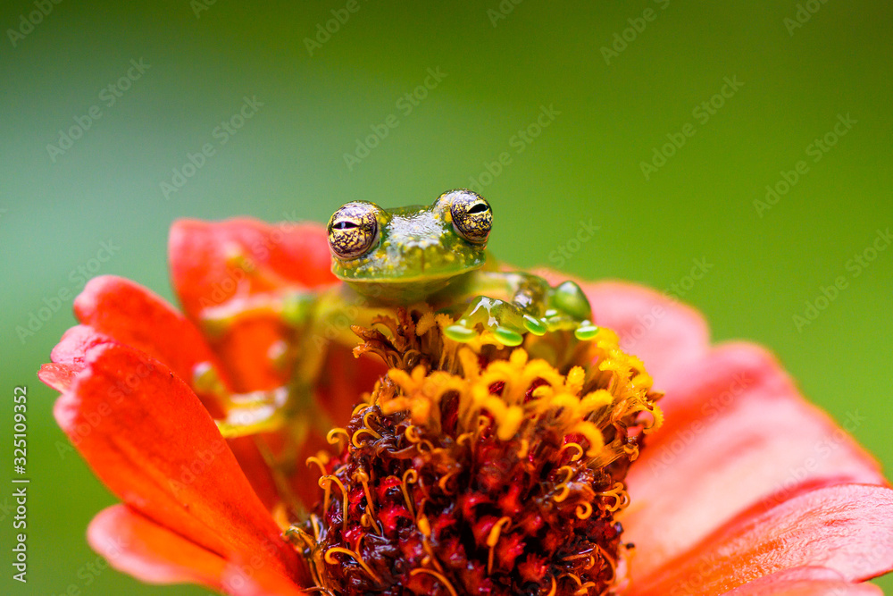 Teratohyla spinosa glass frog (spiny cochran frog) of the family of