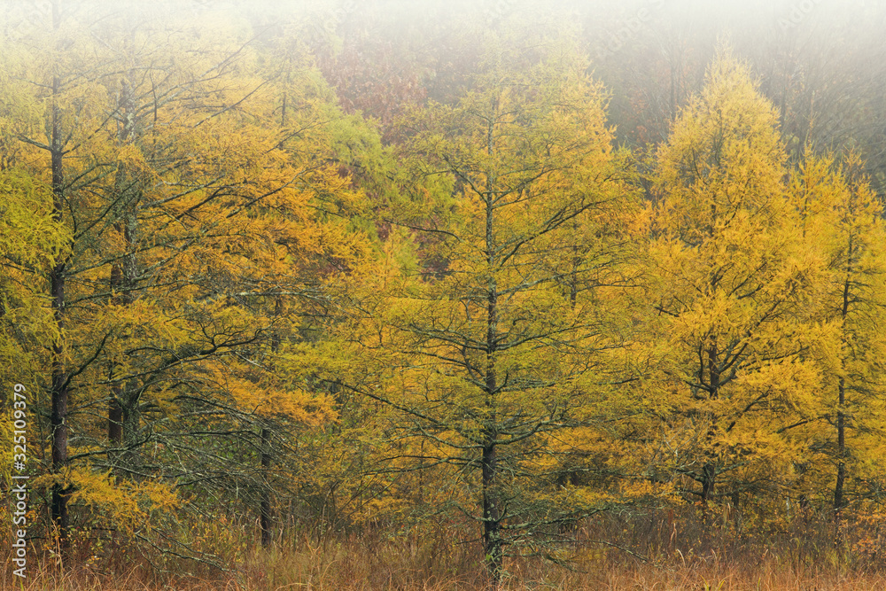 Fototapeta premium Autumn landscape of tamarack forest in fog, shoreline of Douglas Lake, Michigan, USA