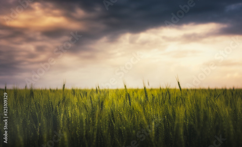 sunset over wheat field