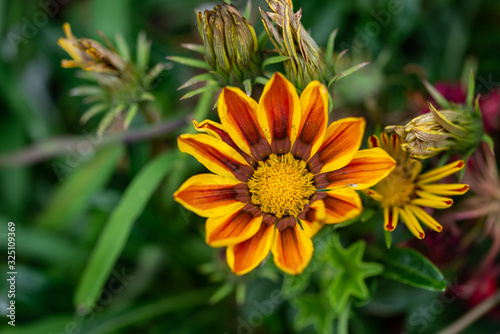 Paquerette sauvage jaune et orange