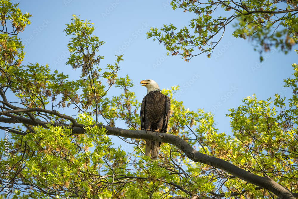 Large bald eagle perched high on a tree branch with green leaves. Large bald eagle perched high on a tree branch with green leaves.