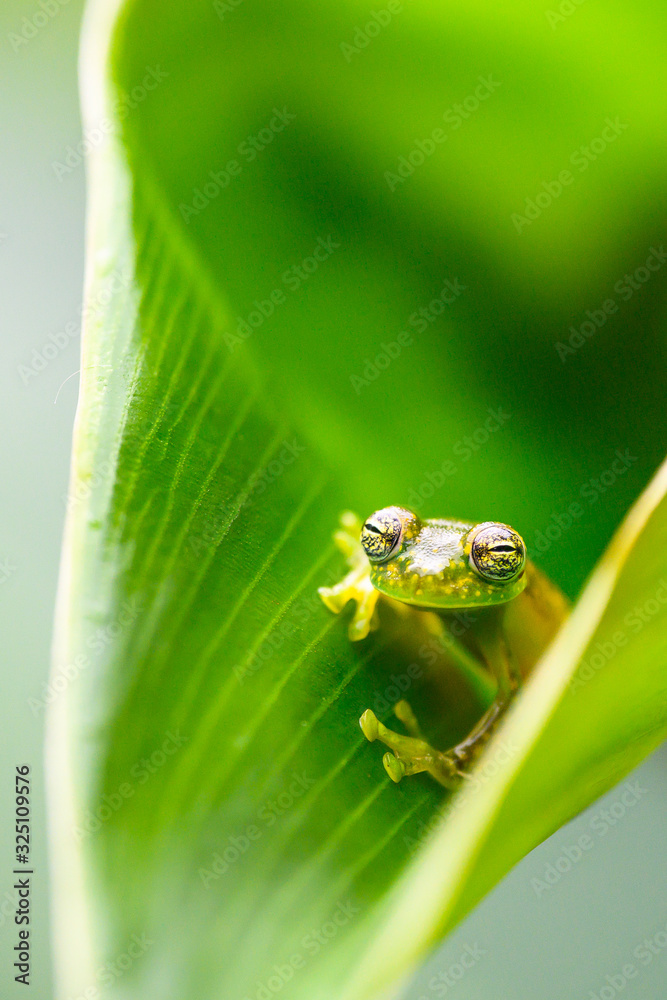 Teratohyla spinosa glass frog (spiny cochran frog) of the family of centrolenidae on a green leaf in the jungle of Costa Rica. Found in the jungle of Tortuguero national park.