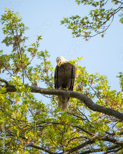 Bald eagle on a branch in a tree looking down.