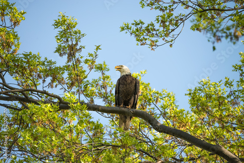 Large bald eagle perched high on a tree branch with green leaves. 