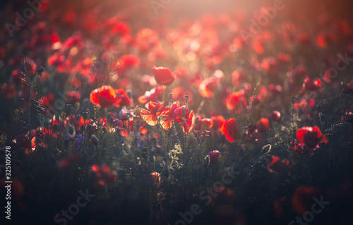 sunset over poppy field