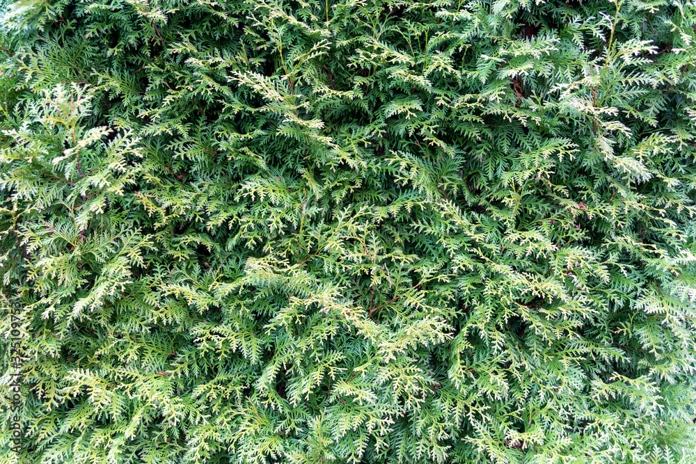 Hecke Hecke
