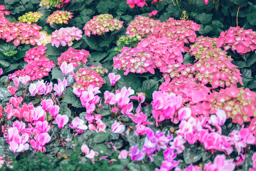 blooming pink hydrangea growing in flower garden blooming pink hydrangea growing in flower garden
