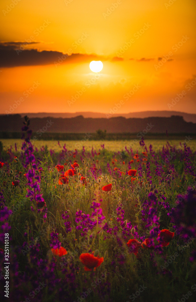 sunset over poppy field