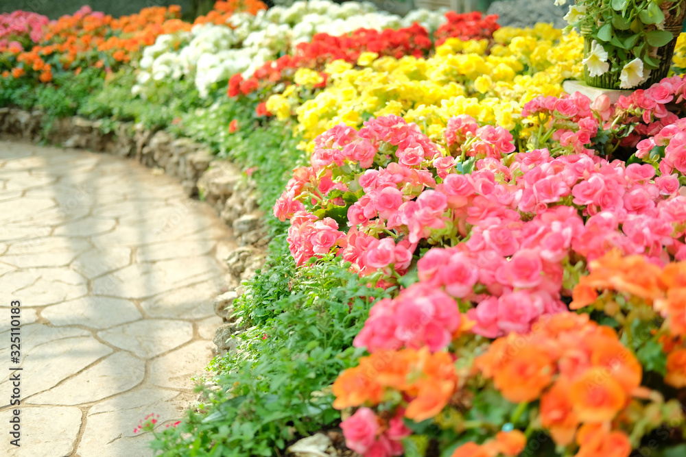 blooming begonia growing in flower garden blooming begonia growing in flower garden