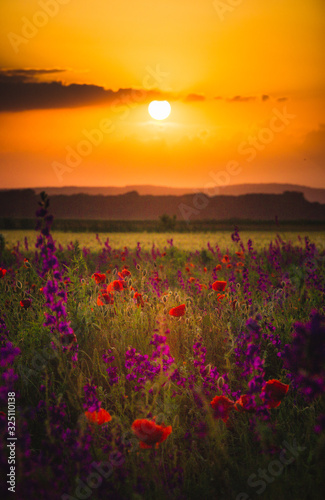 sunset over poppy field