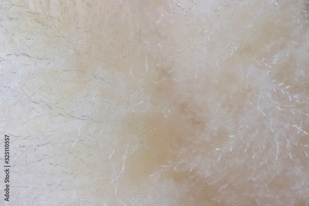 abstract texture background of white grass flowers background abstract texture background of white grass flowers background