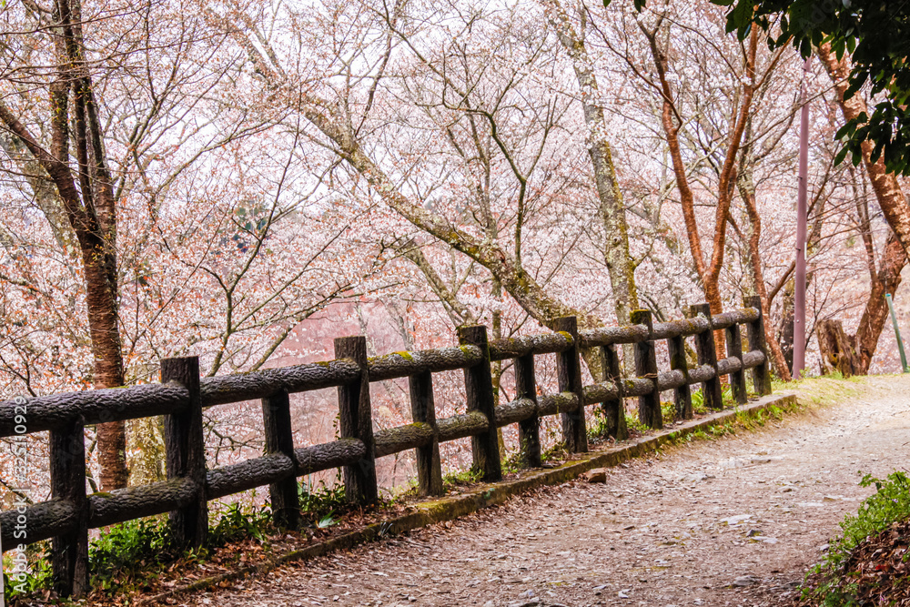 Thousand Trees of Sakura bloosm in Yoshinoyama, Japan Thousand Trees of Sakura bloosm in Yoshinoyama, Japan