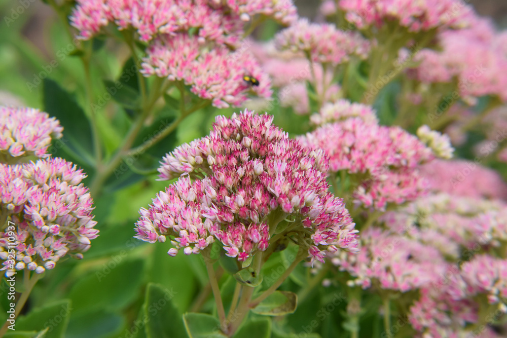 Pink Colored Shubbery Flower Blooming in a Garden Pink Colored Shubbery Flower Blooming in a Garden