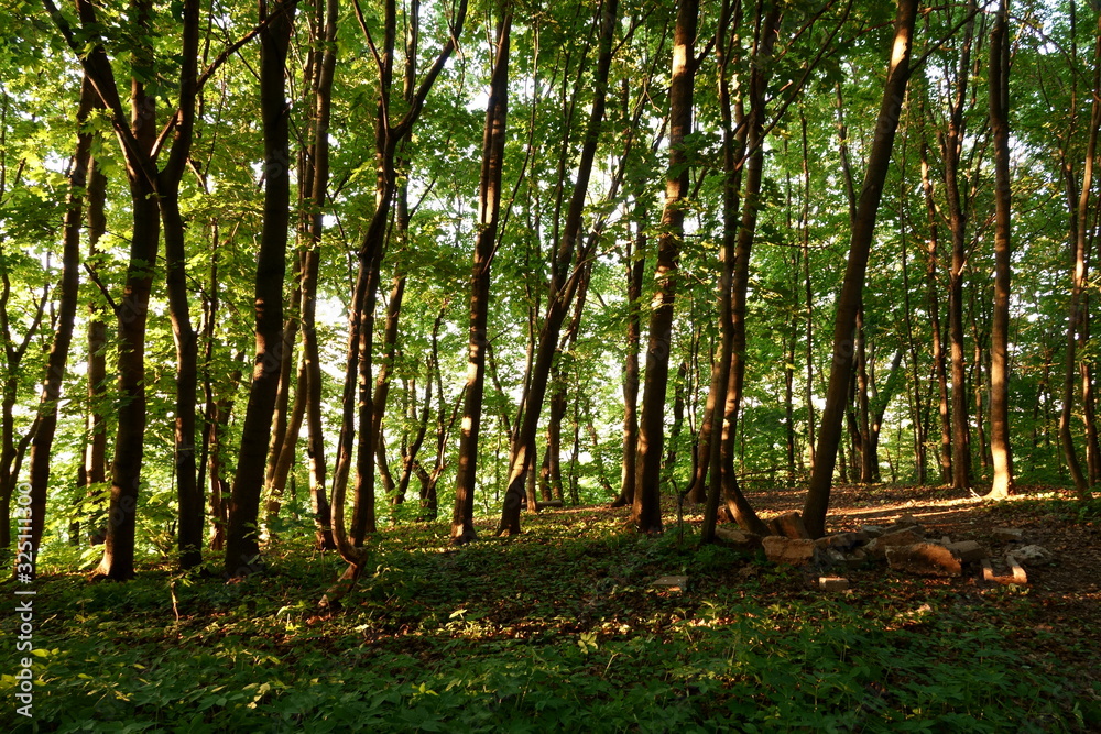 Obraz premium Sunny day in the forest