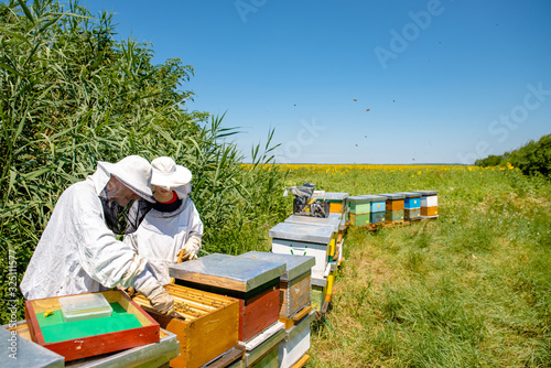Beekeepers working in a summer