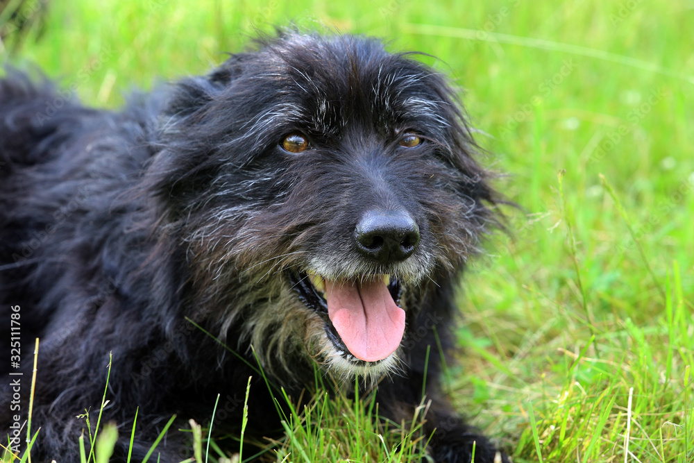schwarzer Hund liegt im Gras