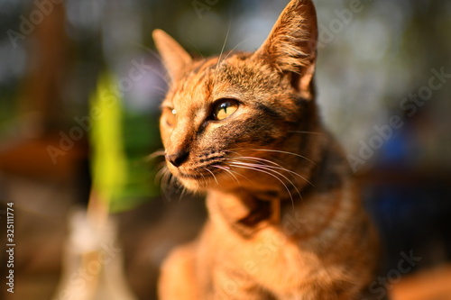 cute kitten portrait on the warm lighting in the morning