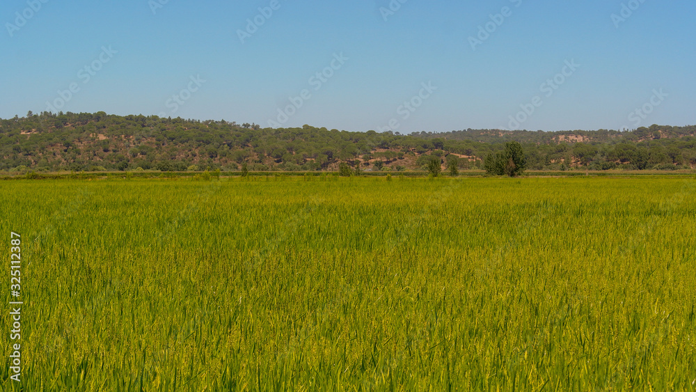 Green field, Alentejo, Portugal