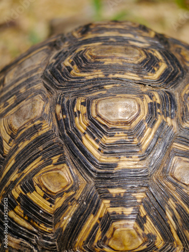 Close-up of the of an African spurred tortoise