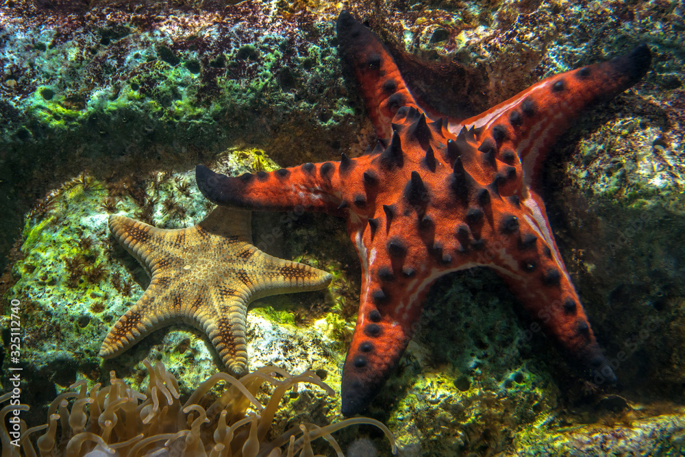 2 starfish on the coral reef under the sea. 2 starfish on the coral reef under the sea.