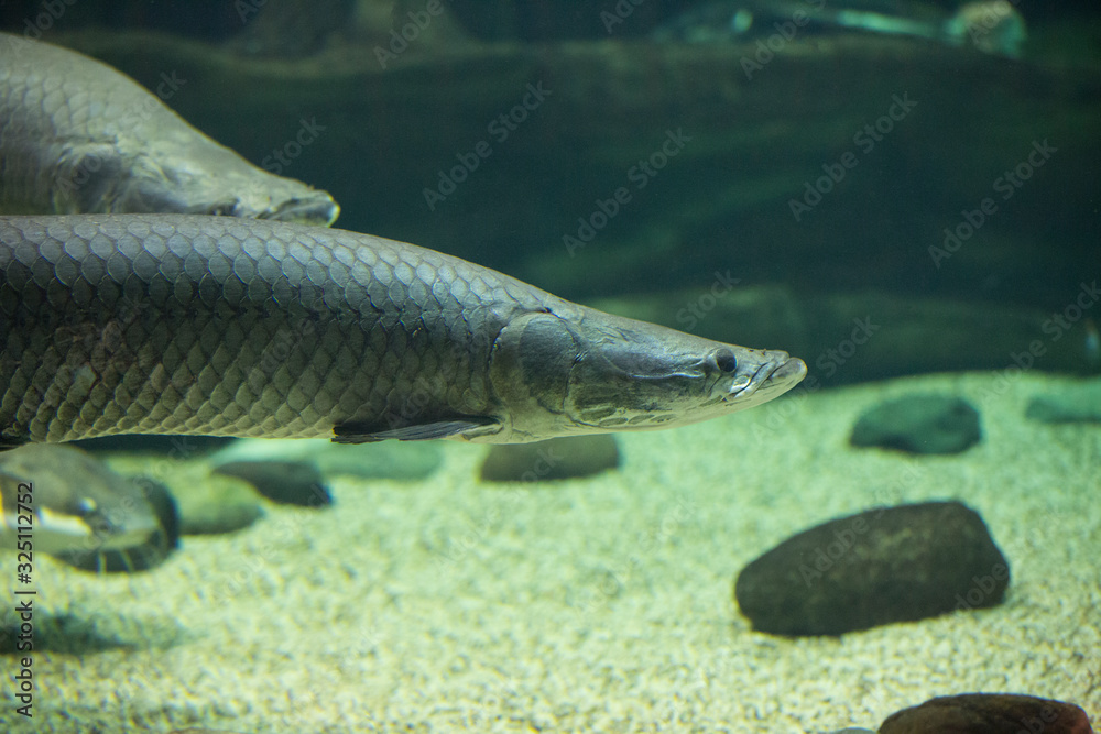 Fish under water. Arapaima fish - Pirarucu Arapaima gigas one largest freshwater fish Fish under water. Arapaima fish - Pirarucu Arapaima gigas one largest freshwater fish