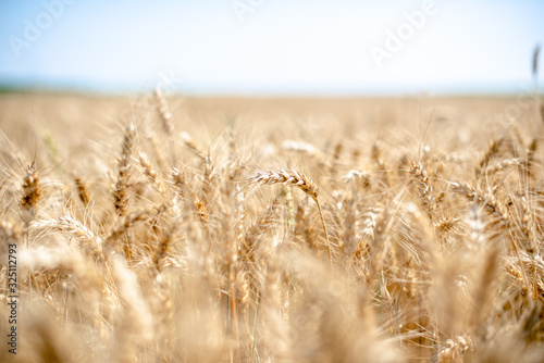 Field of a golden wheat