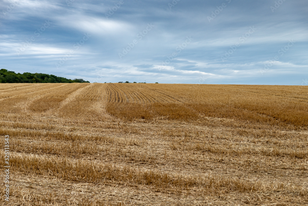 Vue d'un champ de blé fraichement coupé