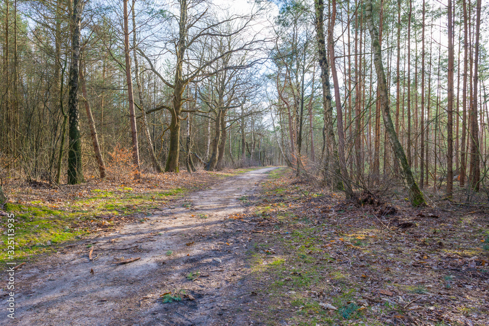 Fototapeta premium Path in a forest with pines and deciduous trees in sunlight in winter