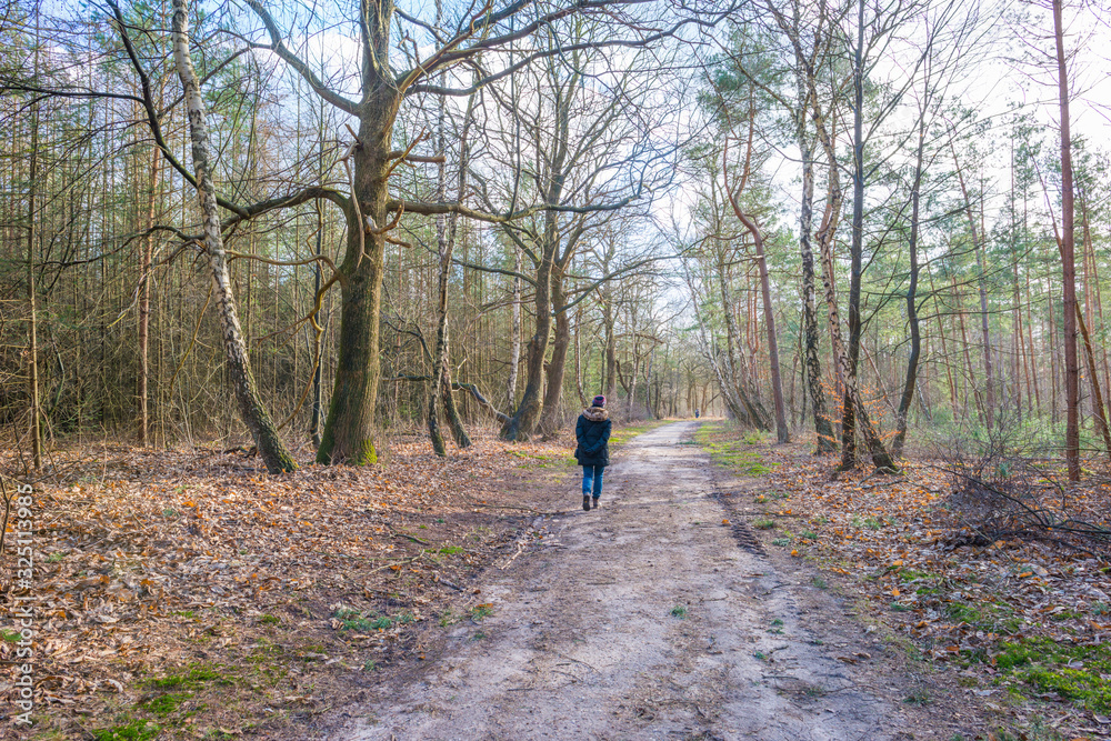 Path in a forest with pines and deciduous trees in sunlight in winter