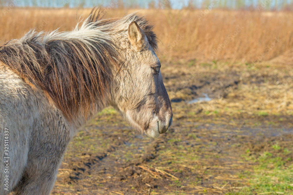 Horse in a field with reed in a natural park in sunlight in winter in a natural park 