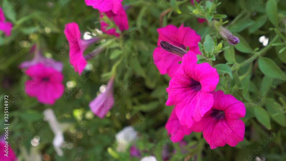 Color of nature Blooming petunia flower with open buds in garden. Petunia is genus of 20 species of flowering plants of South American origin, red-flowered, hummingbird-pollinated species Color of nature Blooming petunia flower with open buds in garden. Petunia is genus of 20 species of flowering plants of South American origin, red-flowered, hummingbird-pollinated species